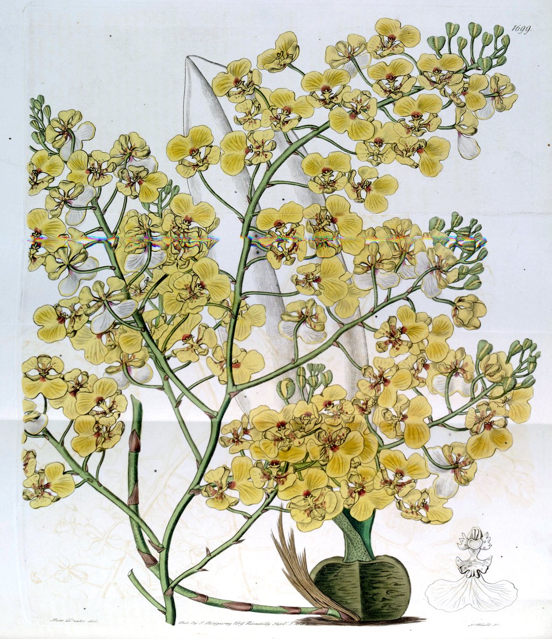 Chelyorchis विस्तार (syn। Oncidioides प्रवर्धित) द्वारा मिस ड्रेक