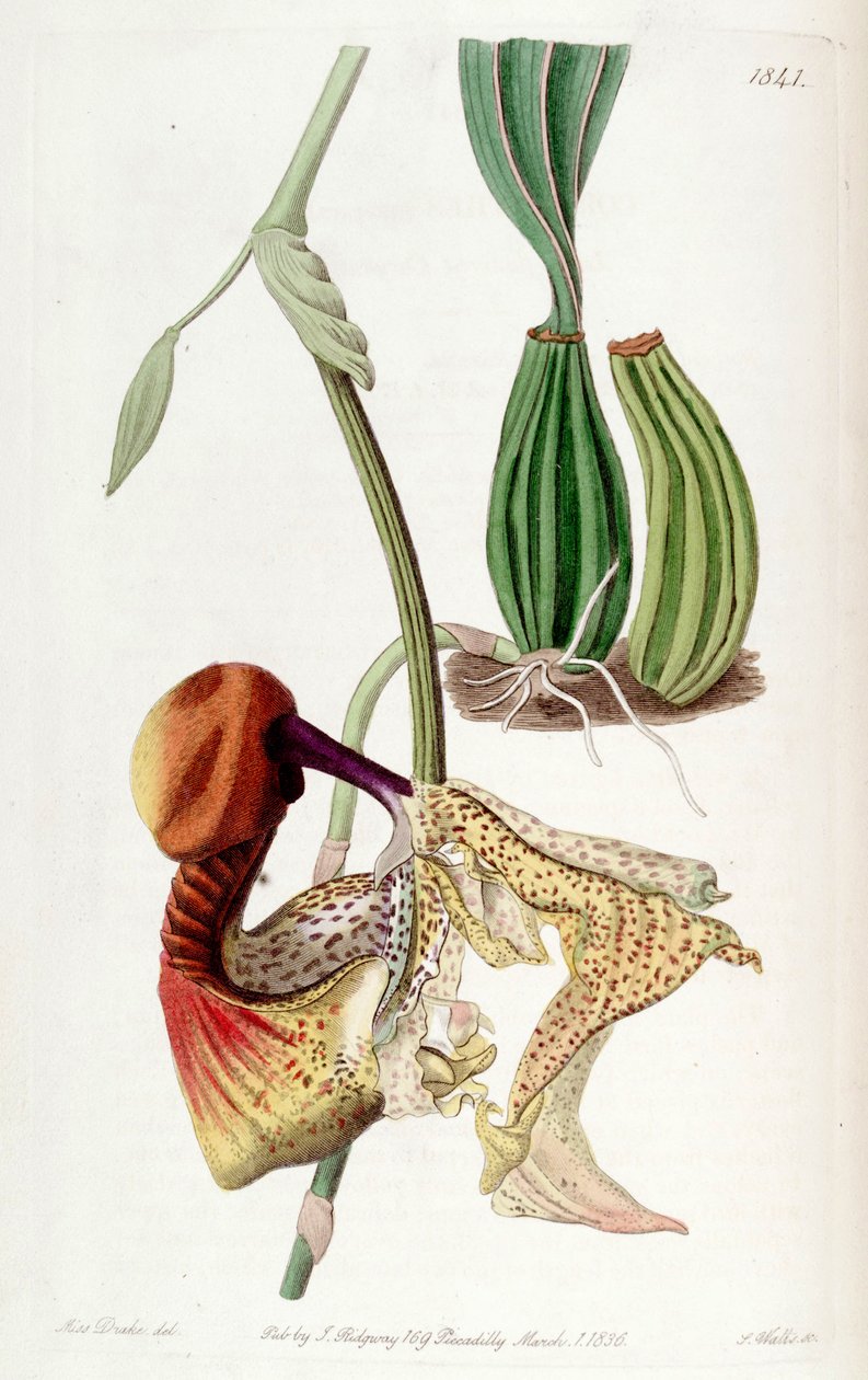 Coryanthes Macrantha द्वारा मिस ड्रेक
