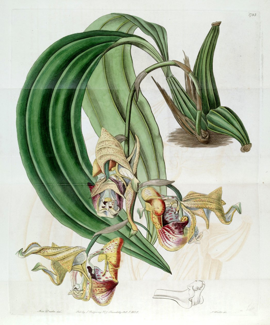Coryanthes Maculata द्वारा मिस ड्रेक