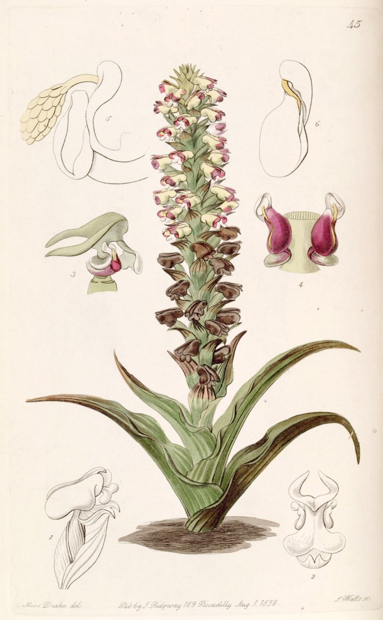 Corycium orobanchoides द्वारा मिस ड्रेक