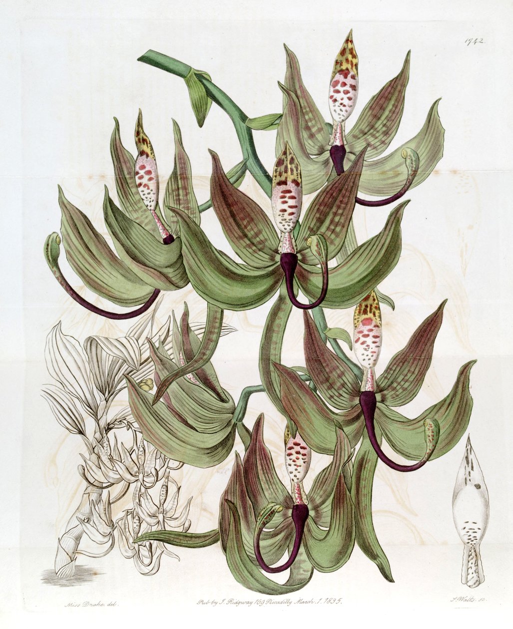 Cycnoches loddigesii द्वारा मिस ड्रेक