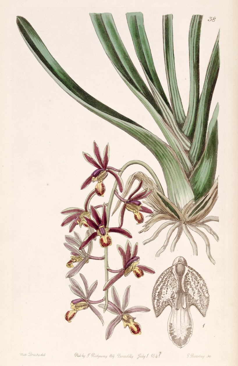 सिंबिडियम बाइकलर सबस्प। pubescens (syn के रूप में। सिम्बिडियम pubescens) द्वारा मिस ड्रेक