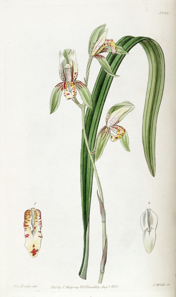 Cymbidium ensifolium (syn। Cymbidium ensifolium एसएसपी। Estriata) द्वारा मिस ड्रेक