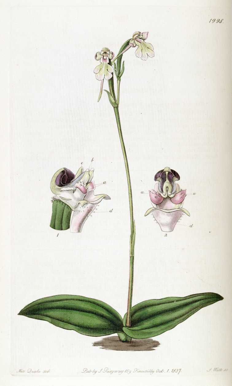 Cynorkis fastigiata (Cynorchis fastigiata के रूप में वर्तनी) द्वारा मिस ड्रेक