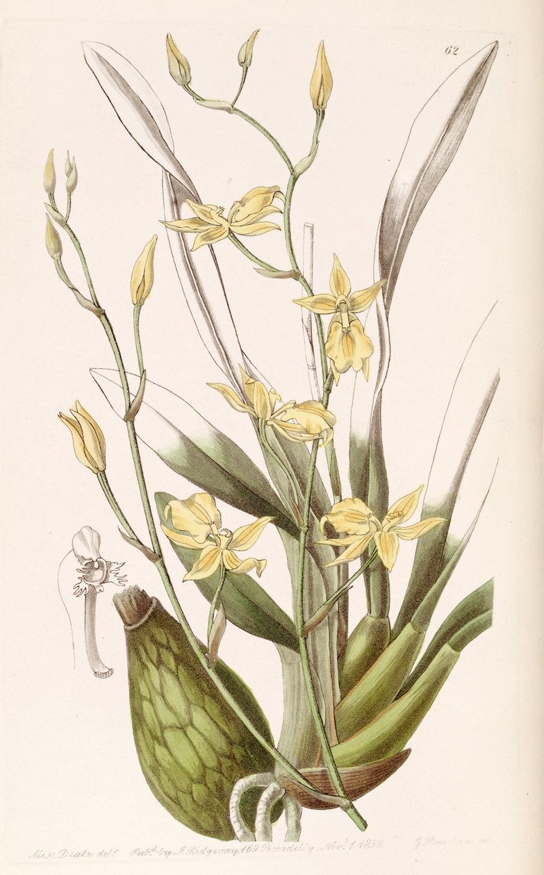 Cyrtochilum सुनहरा (syn। Cyrtochilum Mystacina) द्वारा मिस ड्रेक