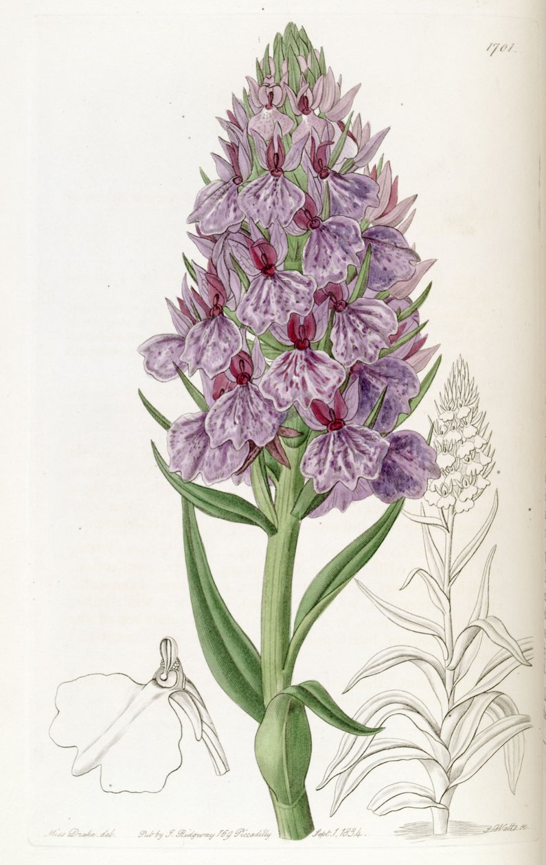 Dactylorhiza foliosa (syn के रूप में। Orchis Foliosa) द्वारा मिस ड्रेक