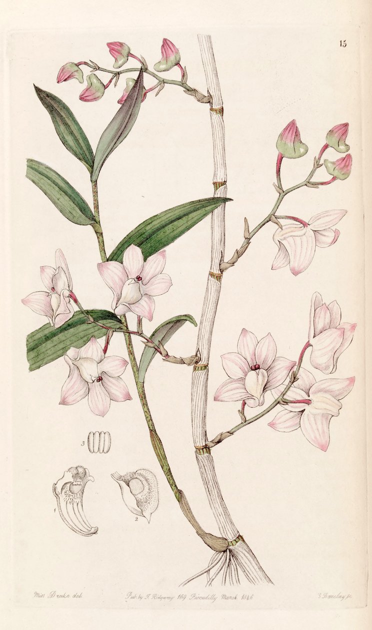 Cymbidium झुका द्वारा मिस ड्रेक