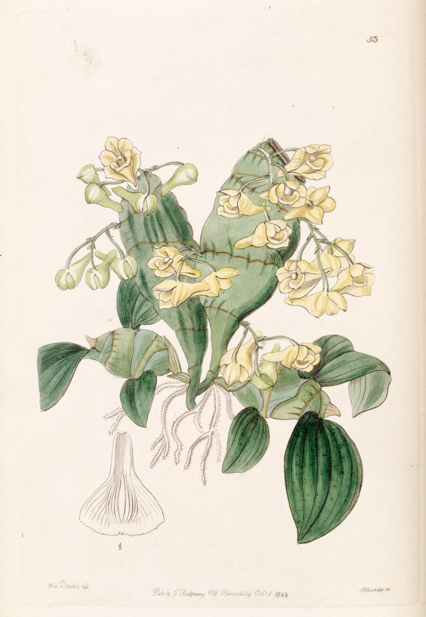 Cymbidium संपीड़न द्वारा मिस ड्रेक