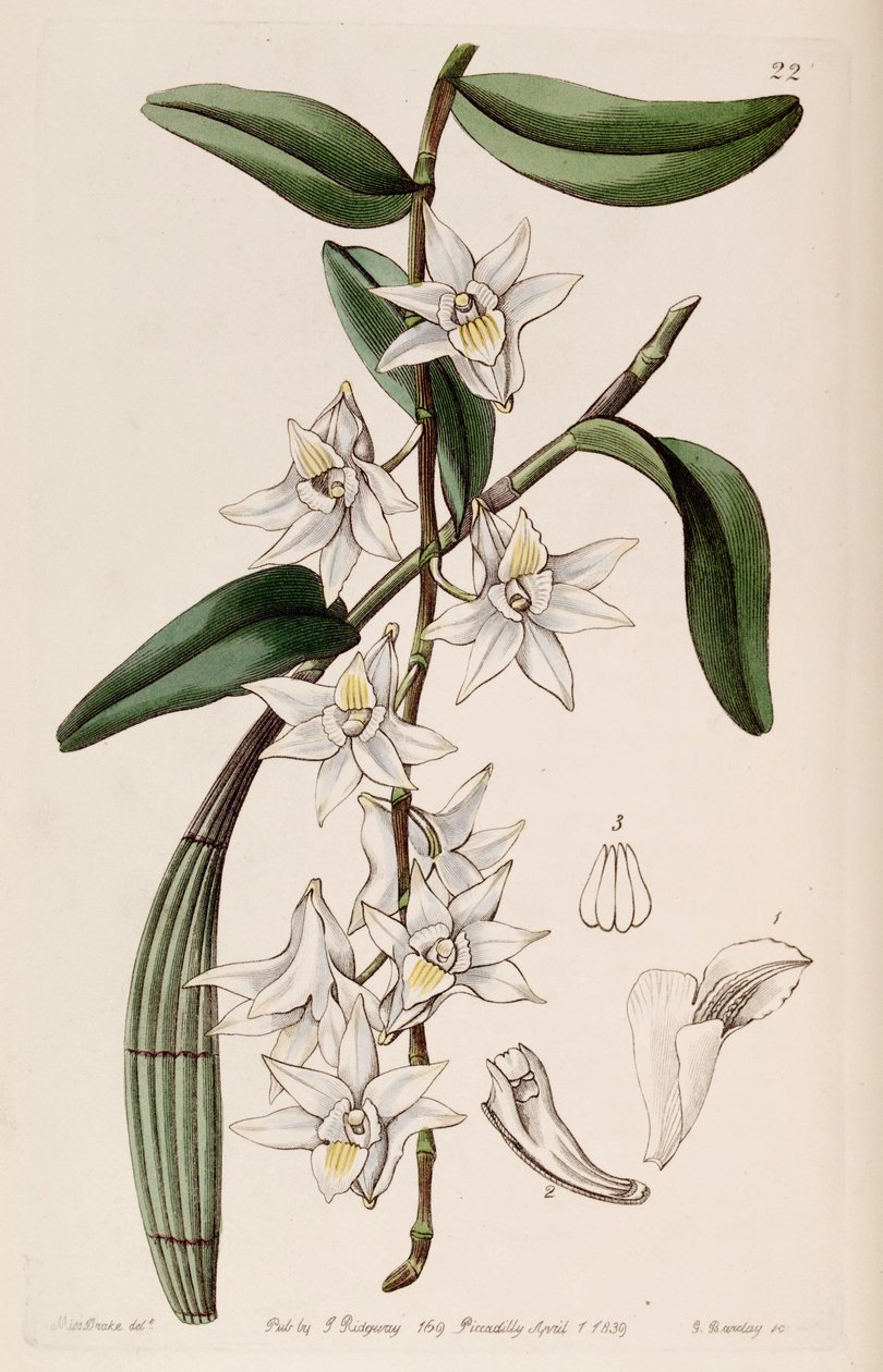 Dendrobium crumenatum द्वारा मिस ड्रेक