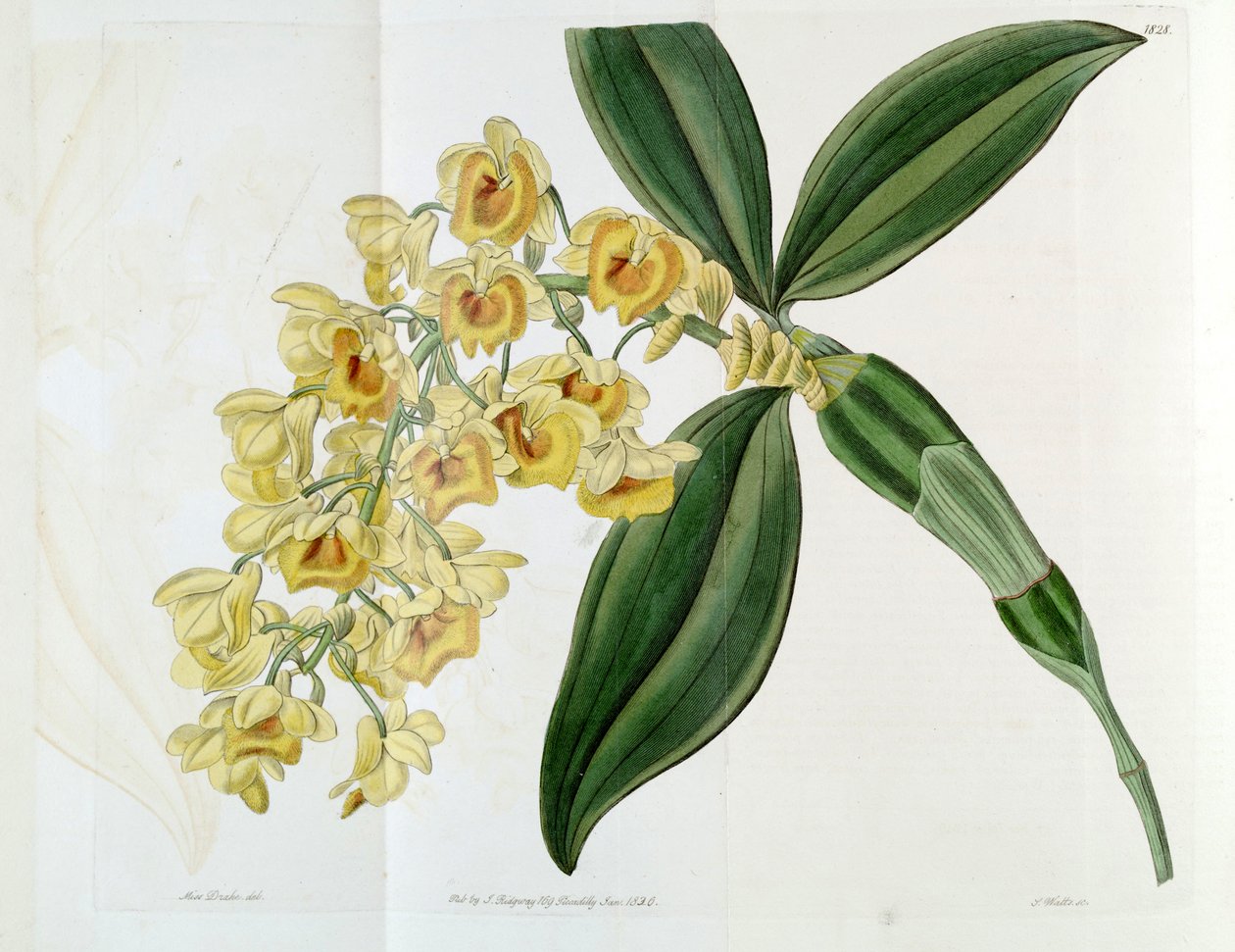 Dendrobium densiflorum द्वारा मिस ड्रेक