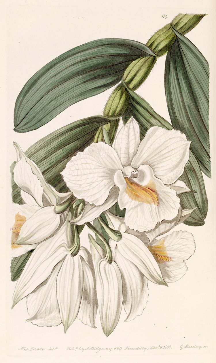 Cymbidium निष्पक्ष द्वारा मिस ड्रेक