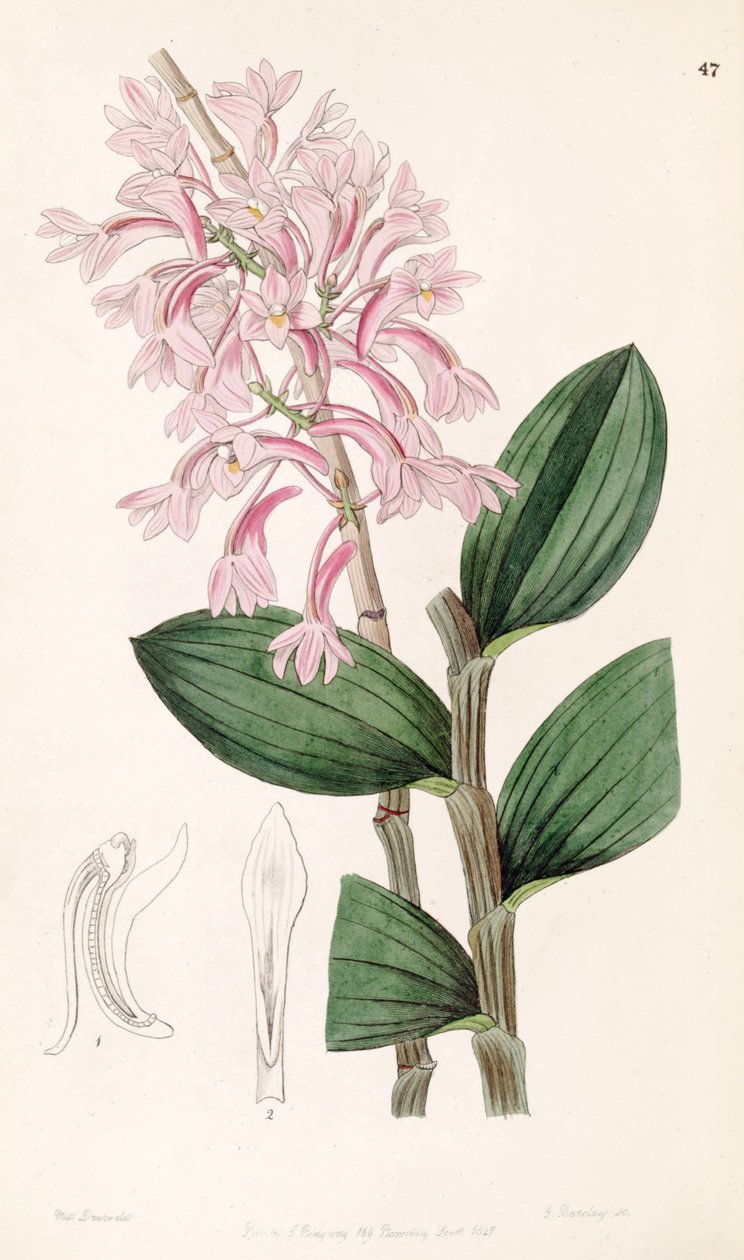 Cymbidium hasseltii (syn। Dendrobium fuscus) द्वारा मिस ड्रेक