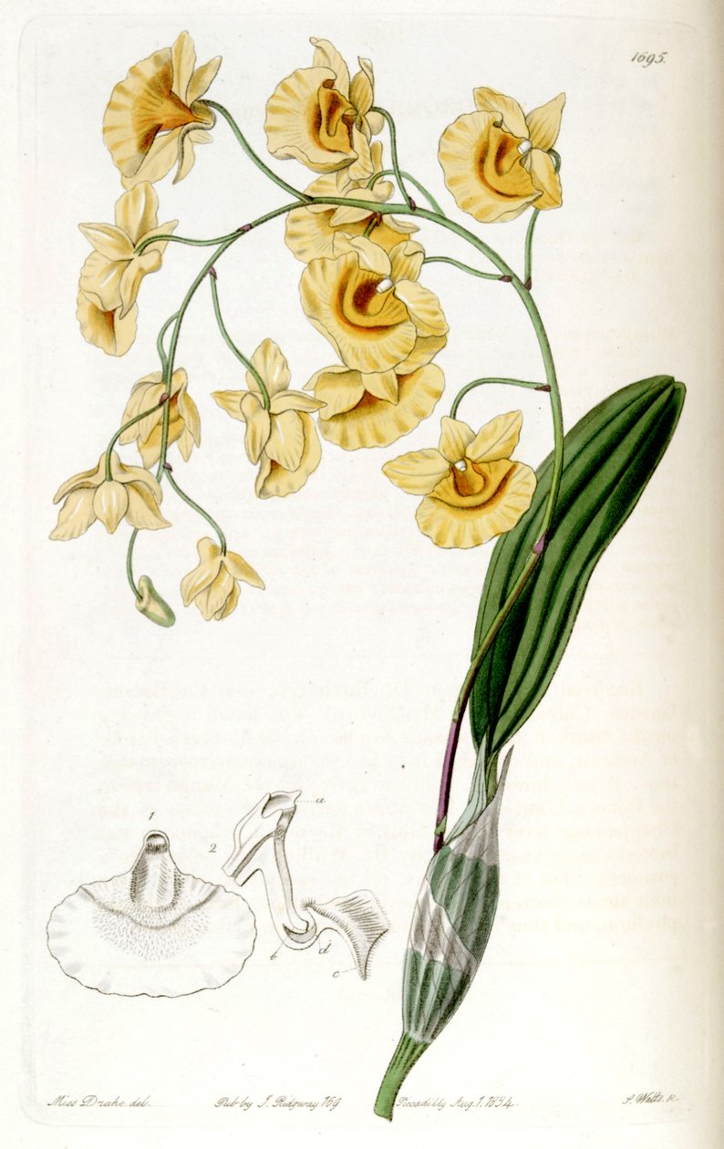 Dendrobium lindleyi (syn। Dendrobium कुल) द्वारा मिस ड्रेक