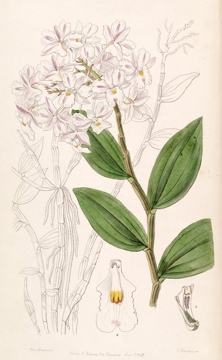Cymbidium परिवर्तन (syn। Dendrobium Triadenum) द्वारा मिस ड्रेक