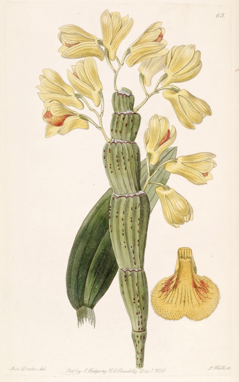 Cymbidium snlcatnm द्वारा मिस ड्रेक