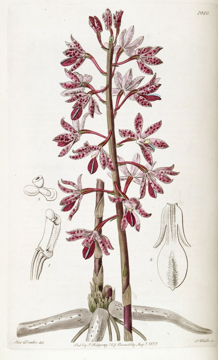 Dipodium धब्बेदार द्वारा मिस ड्रेक