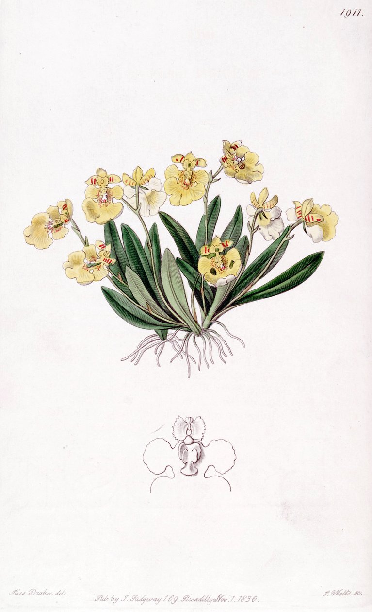 वीनस कंघी-गली (syn। Oncidioides iridifolium) द्वारा मिस ड्रेक