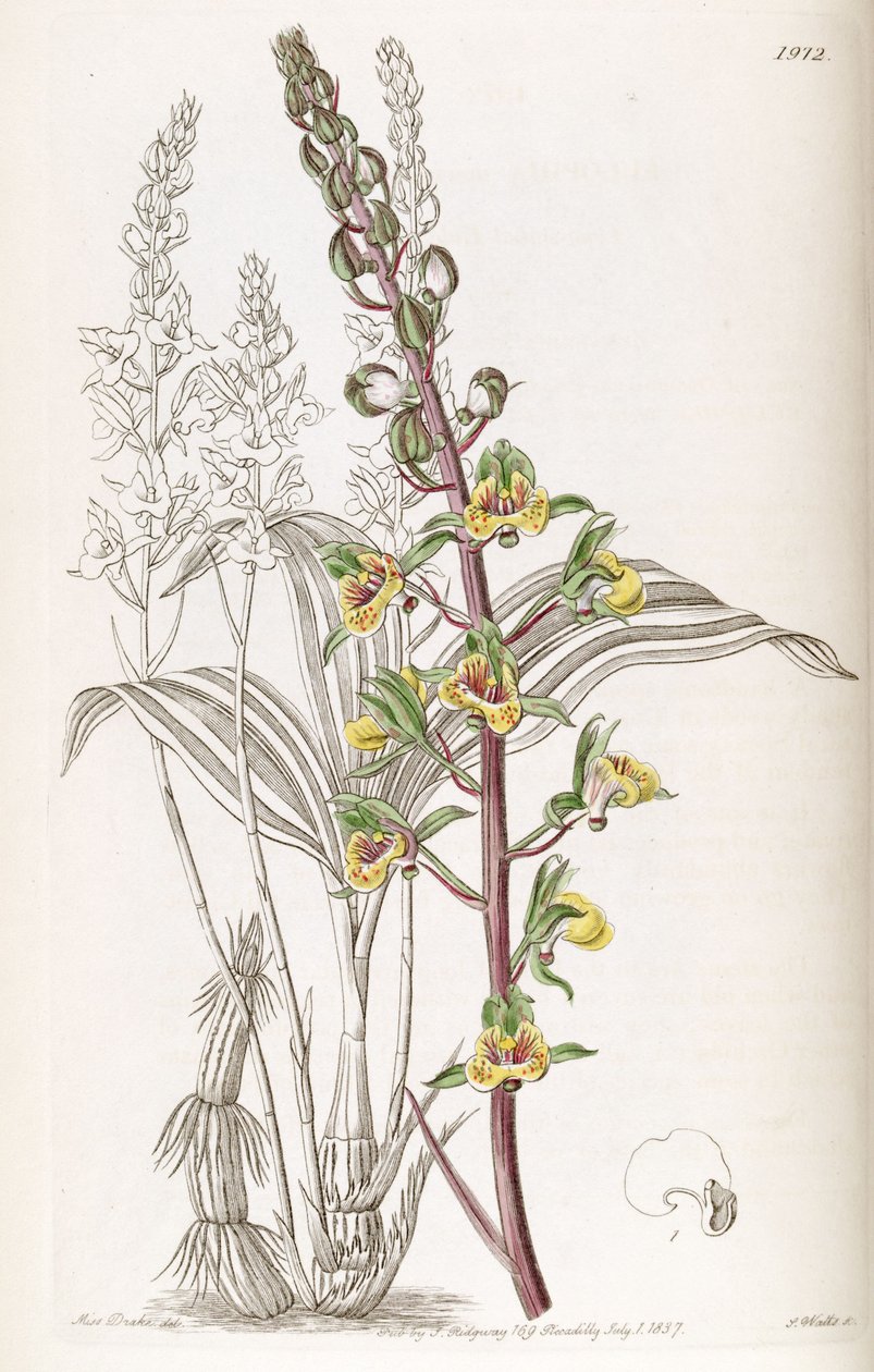 Eulophia निष्पक्ष (syn। Eulophia macrostachya) द्वारा मिस ड्रेक