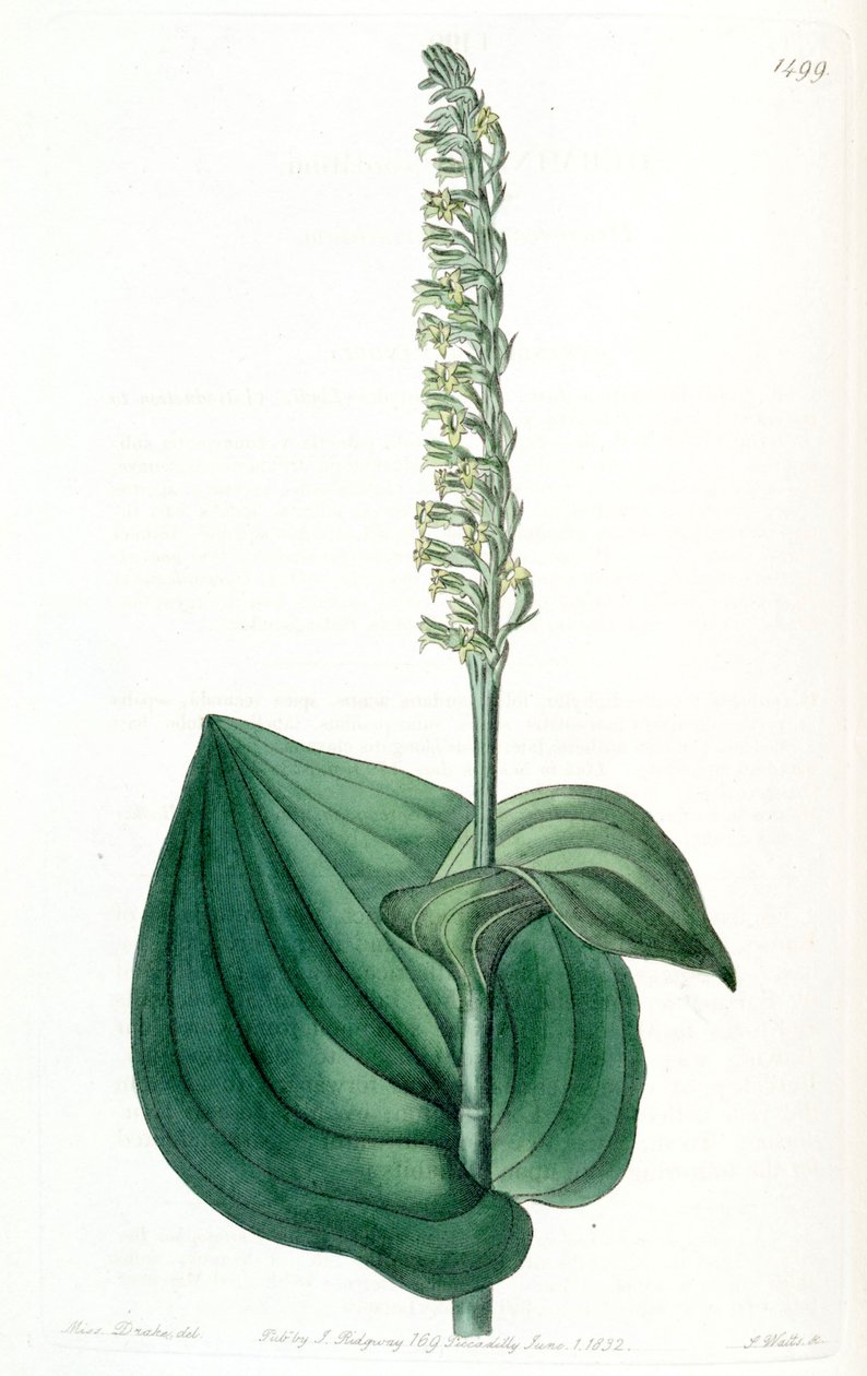 Gennaria diphyUa (syn। Herminius कॉरडाटा) द्वारा मिस ड्रेक