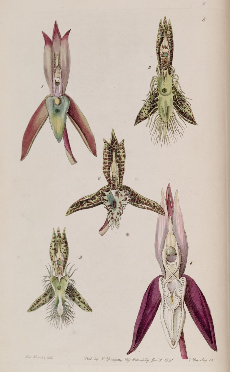 मैं Catasetum callosum और 2 के चित्रण। Catasetum कंघी (syn। Catasetum सींग) 3। Catasetum दाढ़ी 4। Catasetum laminatum वी catasetum lanciferum द्वारा मिस ड्रेक
