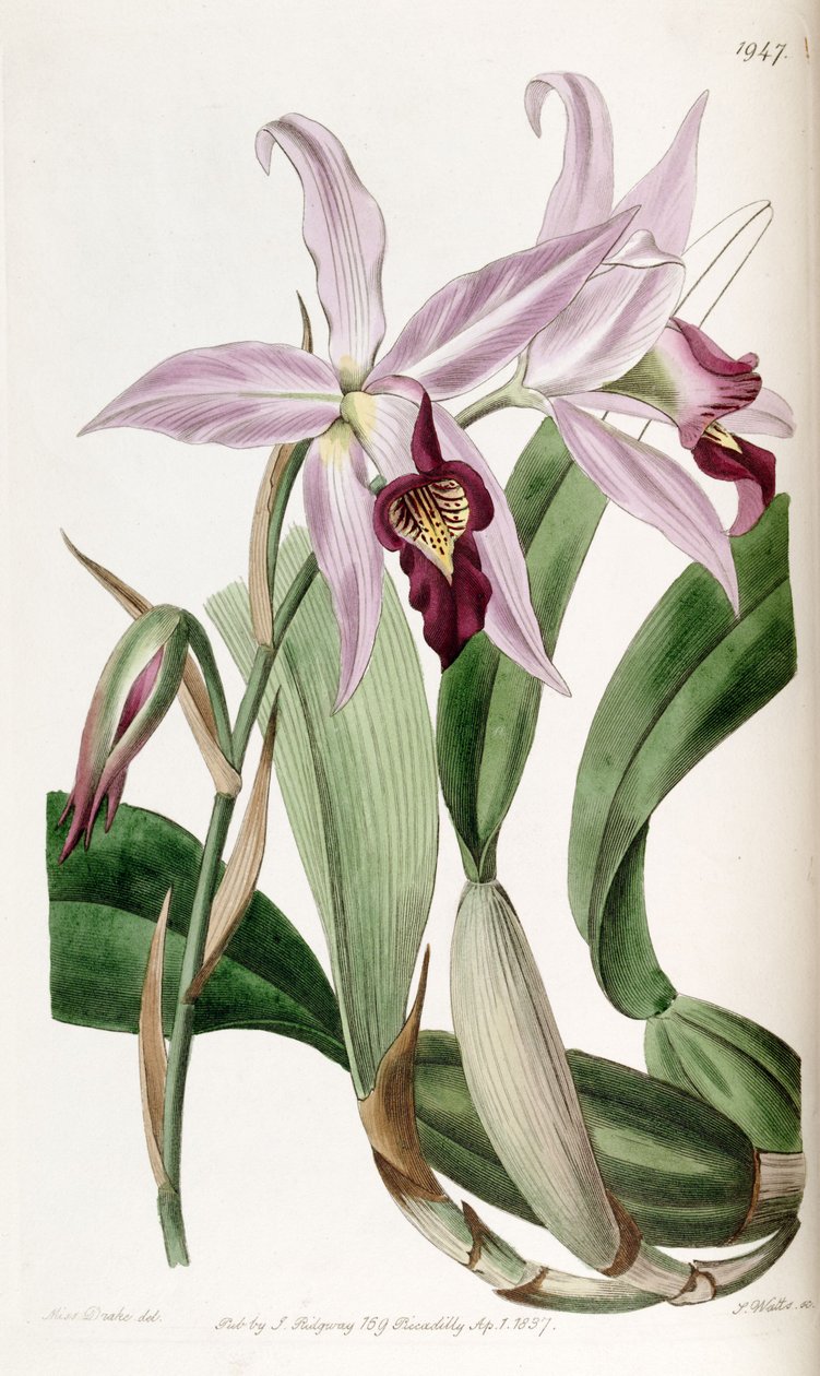 Laelia (syn। Laelia एसएसपी। Barkeriana) द्वारा मिस ड्रेक