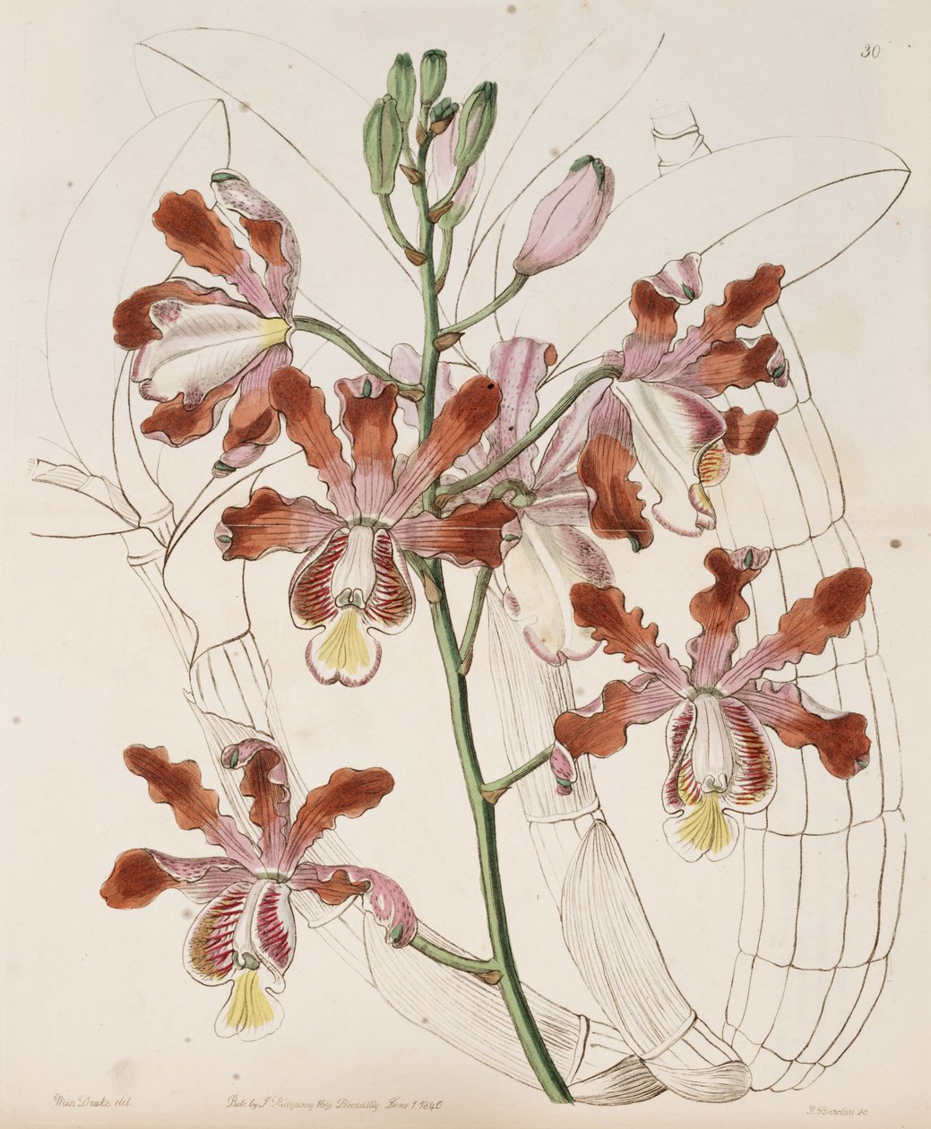 Myrmecophila ग्रैंडीफ्लोरा (syn। Schomburgkia tibicinis एसएसपी। Grandiflora) द्वारा मिस ड्रेक