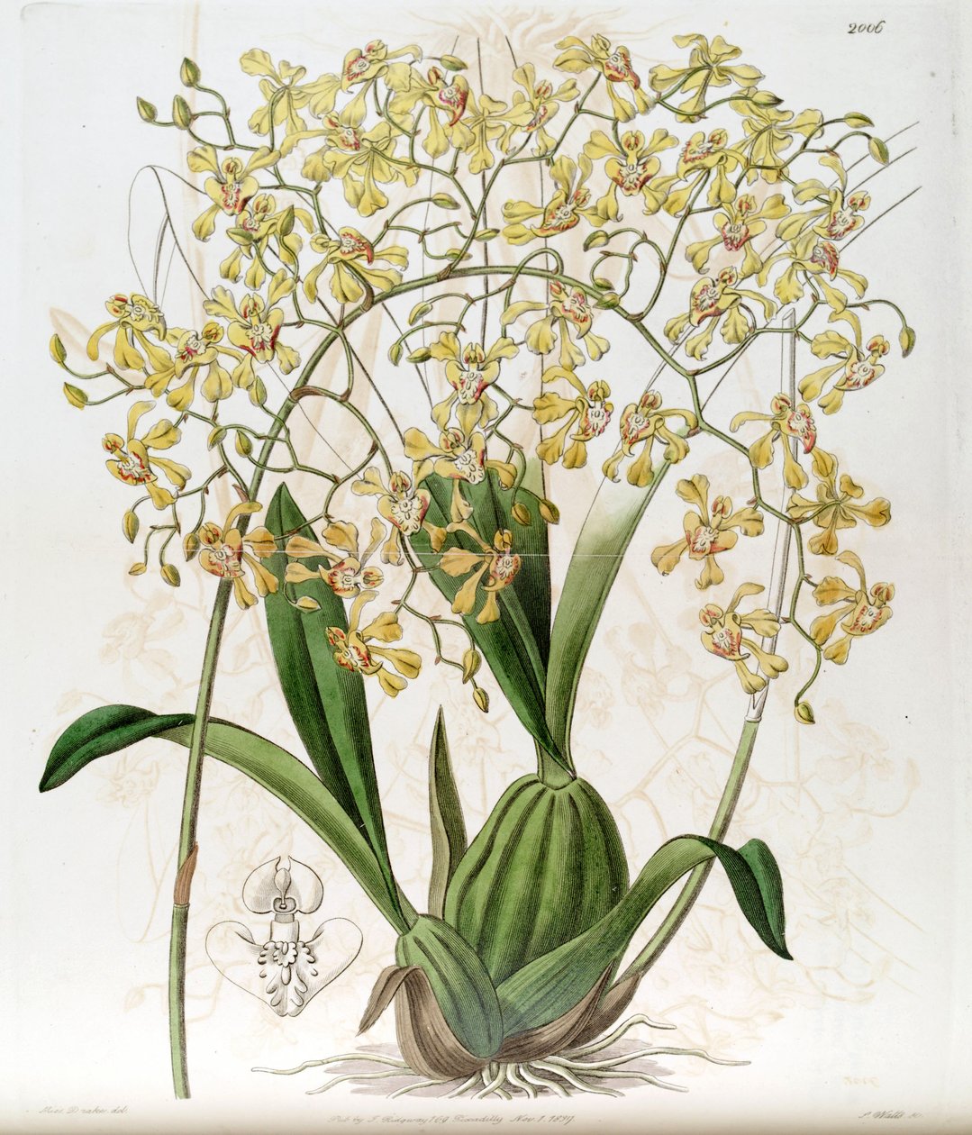 ऑन्सीडियम डेल्टोइडम (Cynorchis fastigiata के रूप में वर्तनी) द्वारा मिस ड्रेक