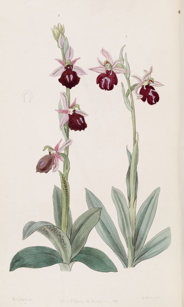 Ophrys फेरम-इक्विनम (बाएं, अंजीर। 2) और Ophrys Bombyliflora (syn के रूप में। Ophrys tabanifera) (दाएं, अंजीर 1) द्वारा मिस ड्रेक