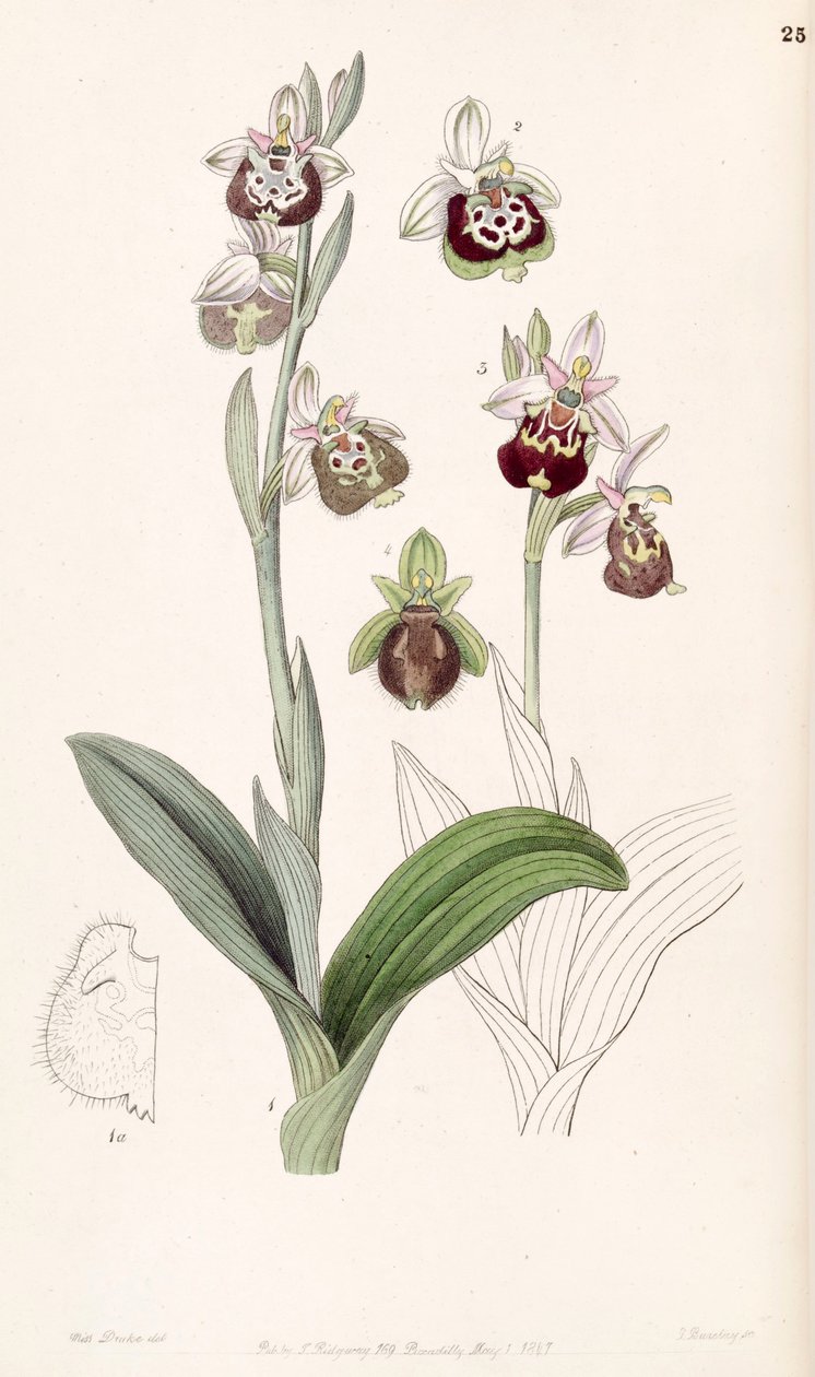 Ophrys fuciflora या Ophrys Holoserica द्वारा मिस ड्रेक