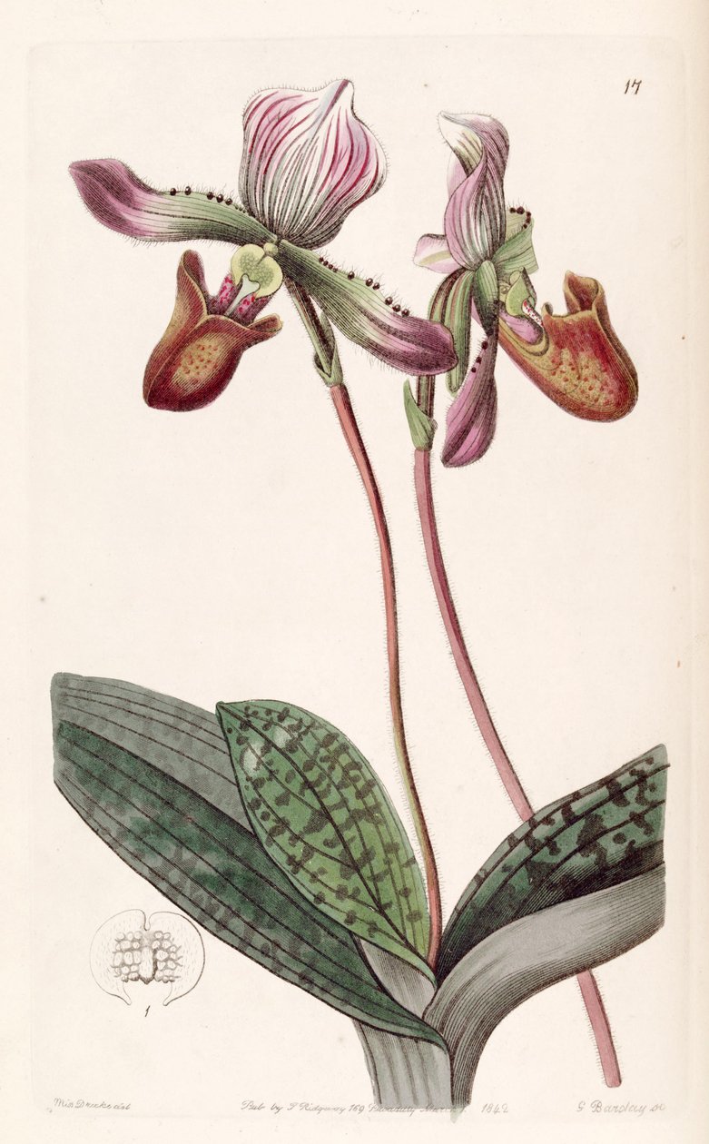 Phalaenopsis दाढ़ी (syn। Cypripedinm दाढ़ी) द्वारा मिस ड्रेक