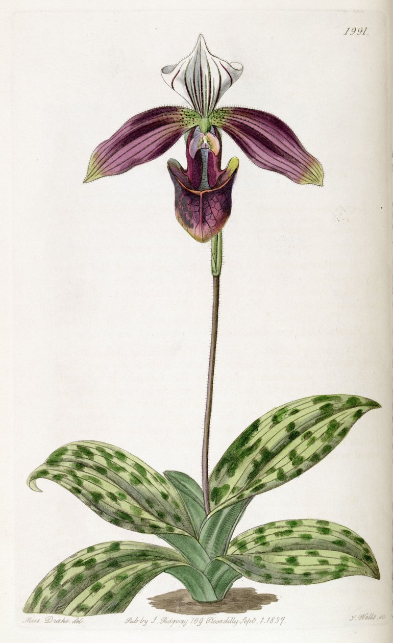 Phalaenopsis बैंगनी (syn। Cypripedinm बैंगनी) द्वारा मिस ड्रेक