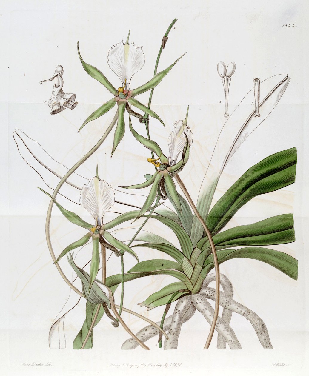Plectrelminthus पुच्छल (syn। Listrostachys oaudatum) द्वारा मिस ड्रेक