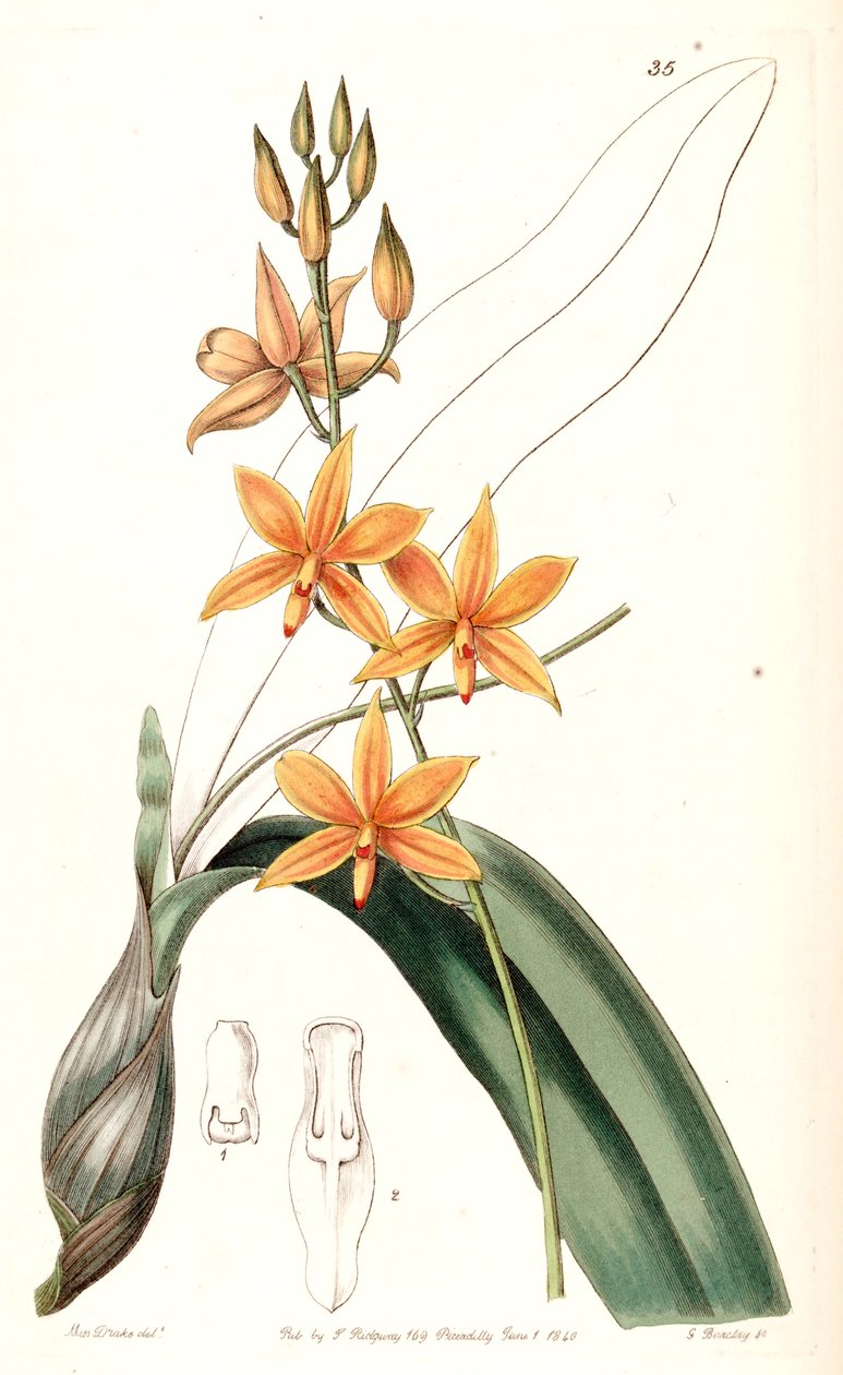 Trichocentrum अंडे की जर्दी (syn। Guarianthe जर्दी) द्वारा मिस ड्रेक