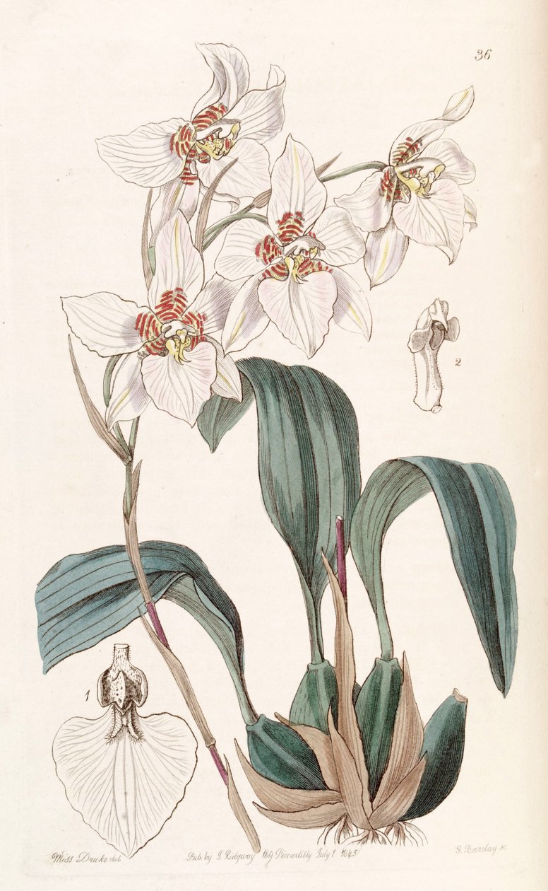 Rhynchostele cervantesii (syn के रूप में। Odontoglossum cervantesii) द्वारा मिस ड्रेक