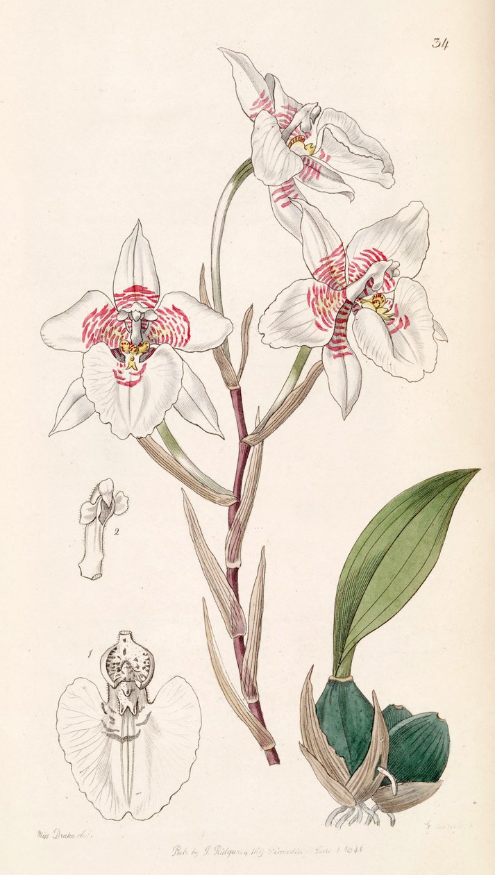 Rhynchostele cervantesii (syn के रूप में। Odontoglossum membraneranaceum) द्वारा मिस ड्रेक