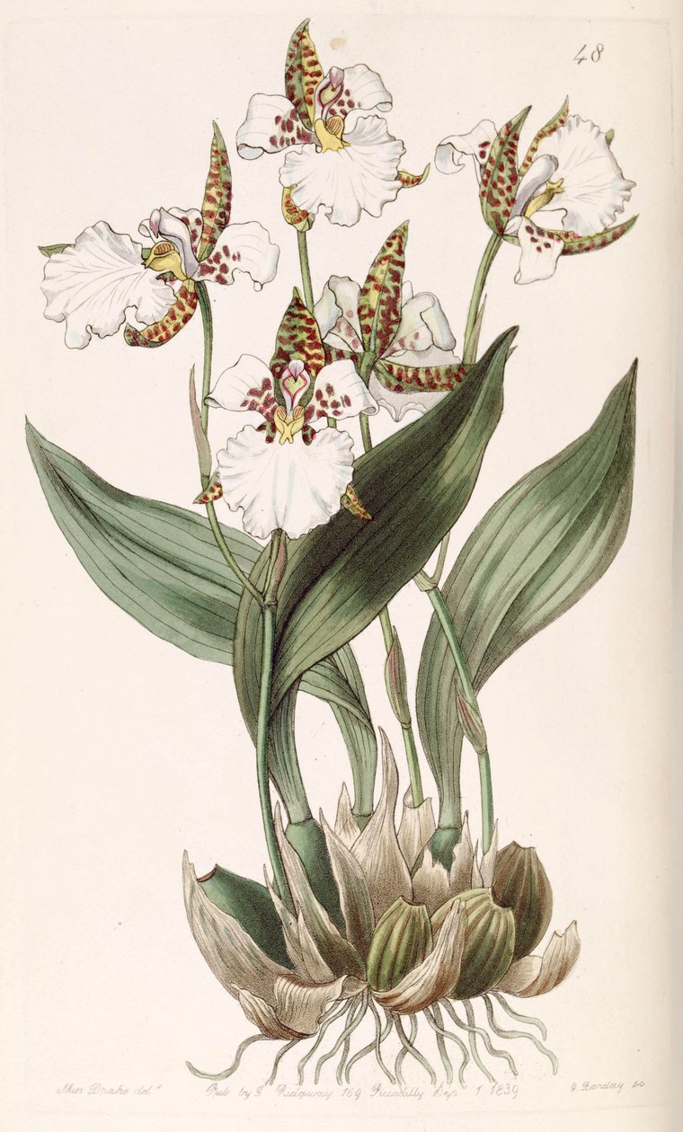 Rhynchostele rossii (syn के रूप में। Odontoglossum rossii) द्वारा मिस ड्रेक