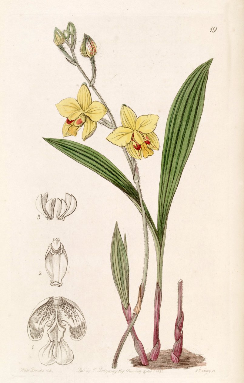 Spathoglottis pubescence (syn के रूप में। Spathoglottis fortunei, लिंडली द्वारा Spathoglottis Fortuni के रूप में) द्वारा मिस ड्रेक