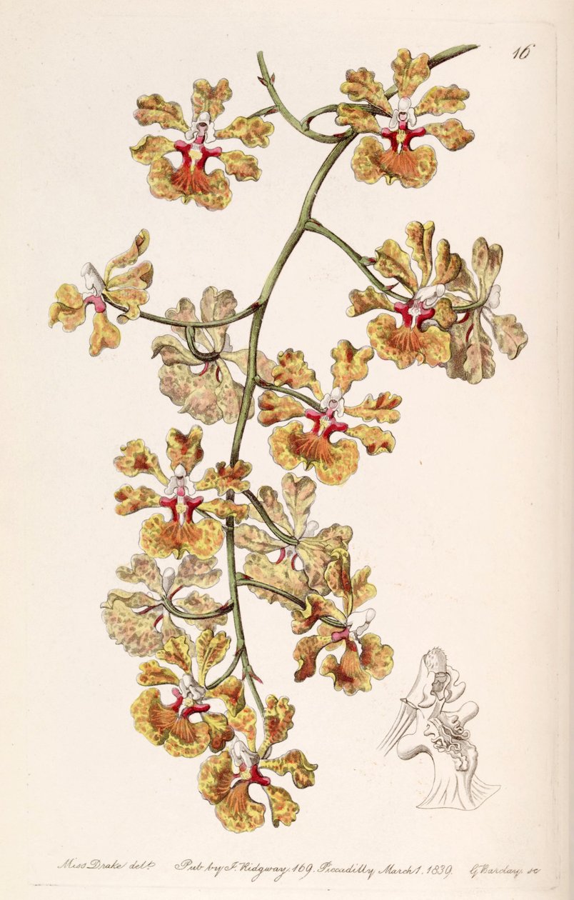 Kramerianum gnttata (syn। Oncidioides luridum वर। Guttata) द्वारा मिस ड्रेक