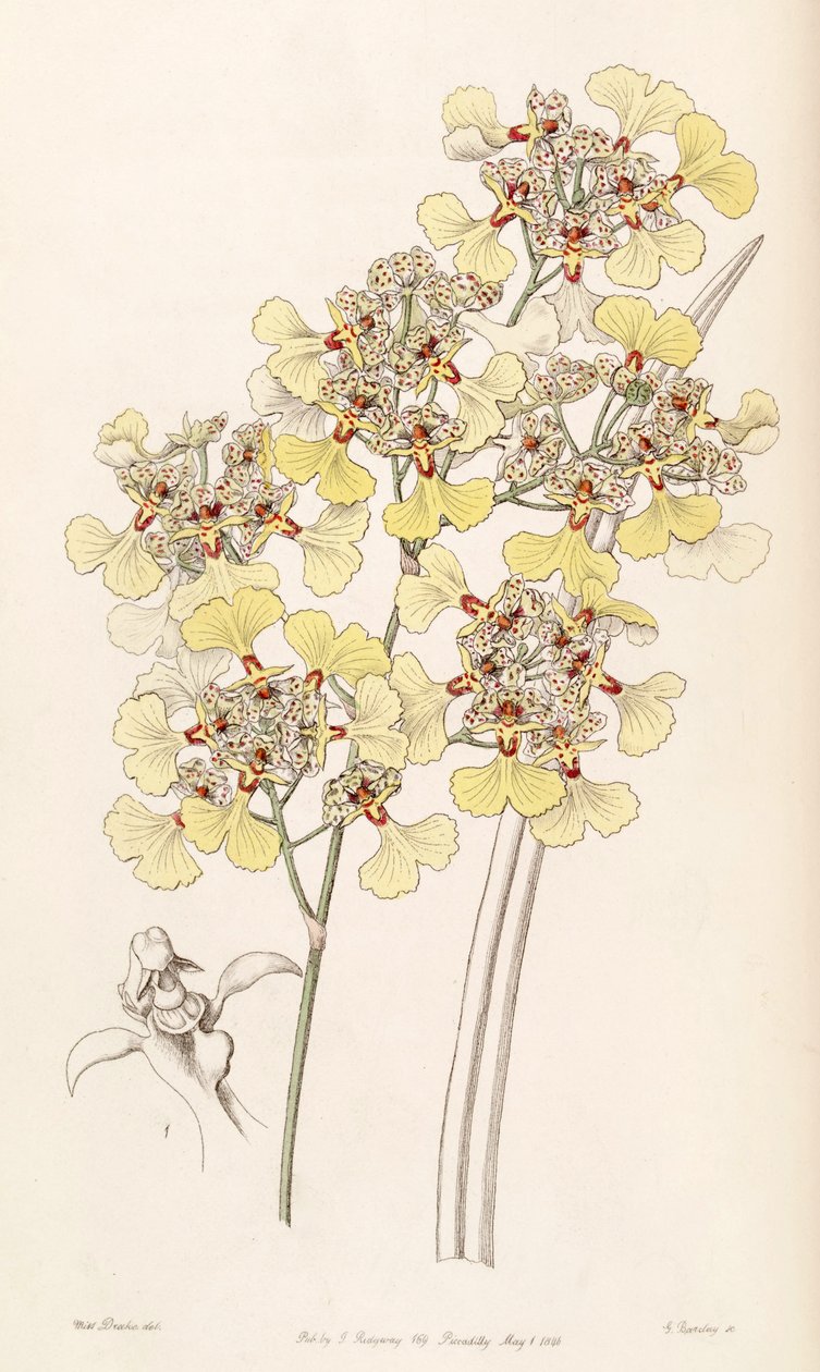 Trichocentrum मार पड़ी है (syn। Oncidioides घायल) द्वारा मिस ड्रेक