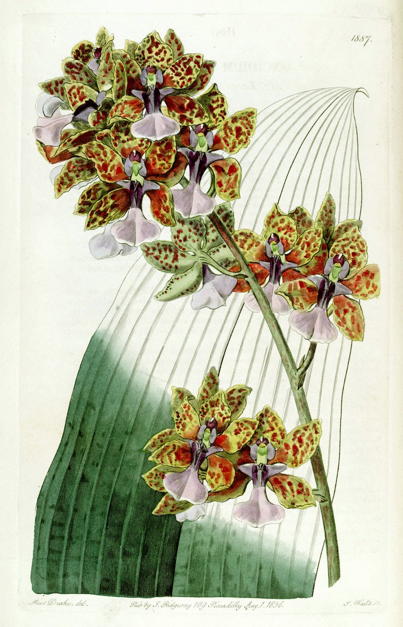 Trichocentrum Lanceani या oncidioides Lanceani द्वारा मिस ड्रेक