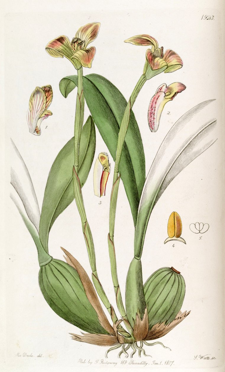 Trigonidomorpha burnishing द्वारा मिस ड्रेक