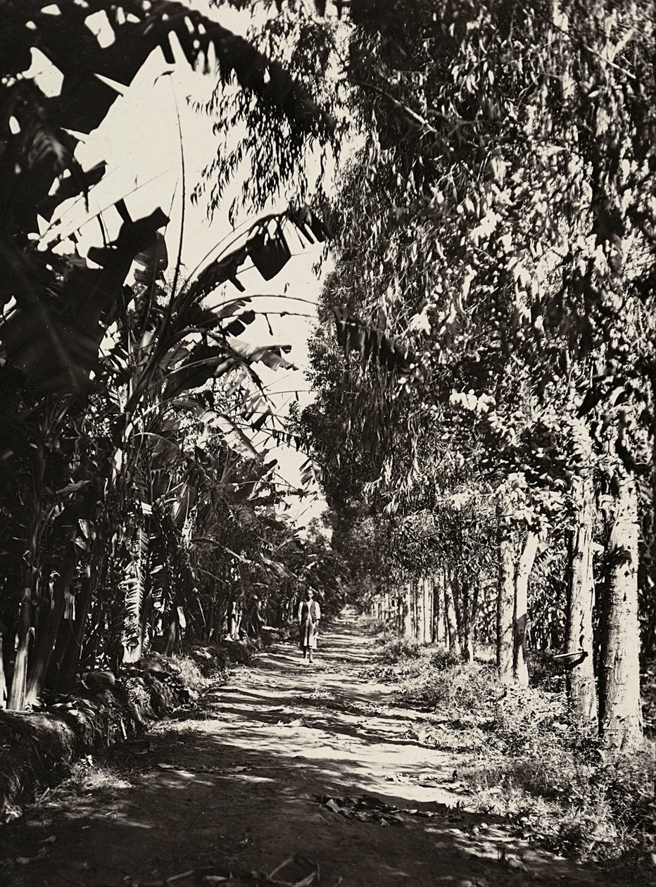 फासिस्ट युग में 'बिल्डिंग ए एम्पायर': चेरेन में एक फल ग्रोव, 09/05/1936 (बी/डब्ल्यू फोटो) द्वारा मोडेस्टिनो बाल्डिनेटी