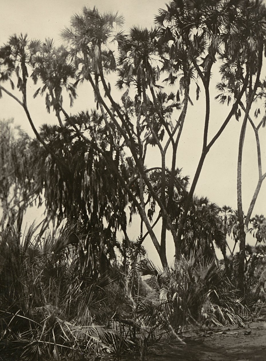 फासिस्ट युग में 'बिल्डिंग ए एम्पायर': दम हथेलियों का एक उपवन, 09/05/1936 (बी/डब्ल्यू फोटो) द्वारा मोडेस्टिनो बाल्डिनेटी