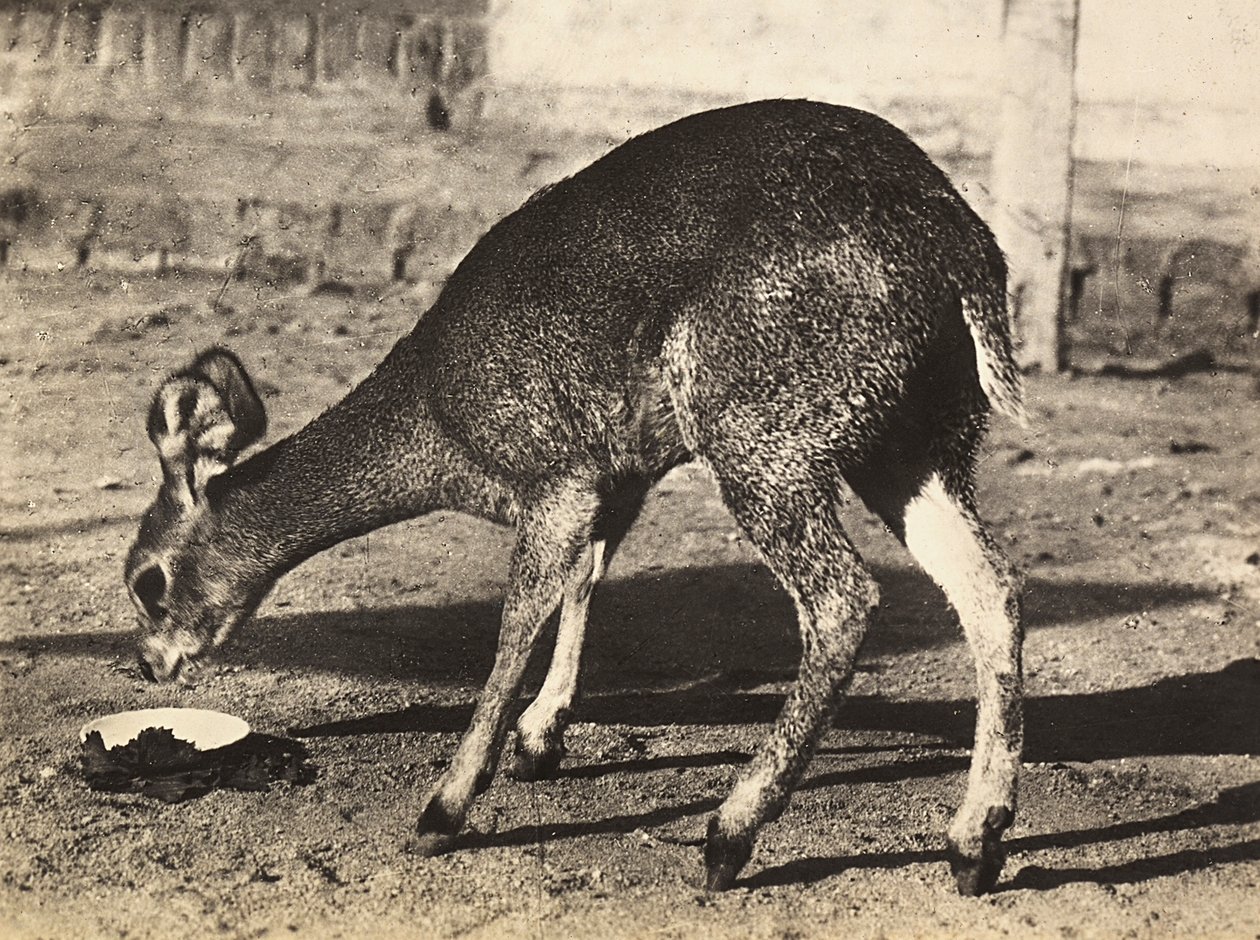 फासीवादी युग में 'बिल्डिंग ए एम्पायर': एक मृग, 09/05/1936 (बी/डब्ल्यू फोटो) द्वारा मोडेस्टिनो बाल्डिनेटी