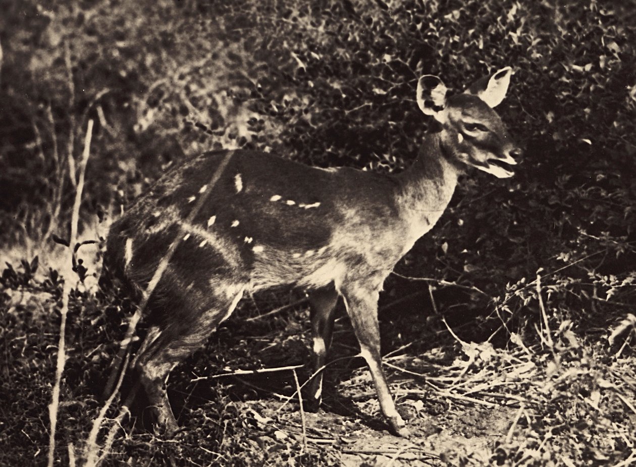 फासीवादी युग में 'बिल्डिंग ए एम्पायर': मृग, 09/05/1936 (बी/डब्ल्यू फोटो) द्वारा मोडेस्टिनो बाल्डिनेटी