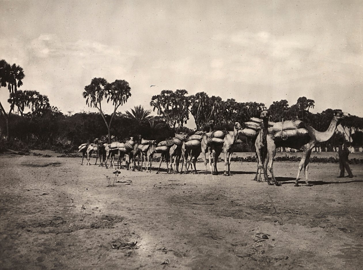 फासीवादी युग में 'बिल्डिंग ए एम्पायर': ऊंटों का कारवां, 09/05/1936 (बी/डब्ल्यू फोटो) द्वारा मोडेस्टिनो बाल्डिनेटी