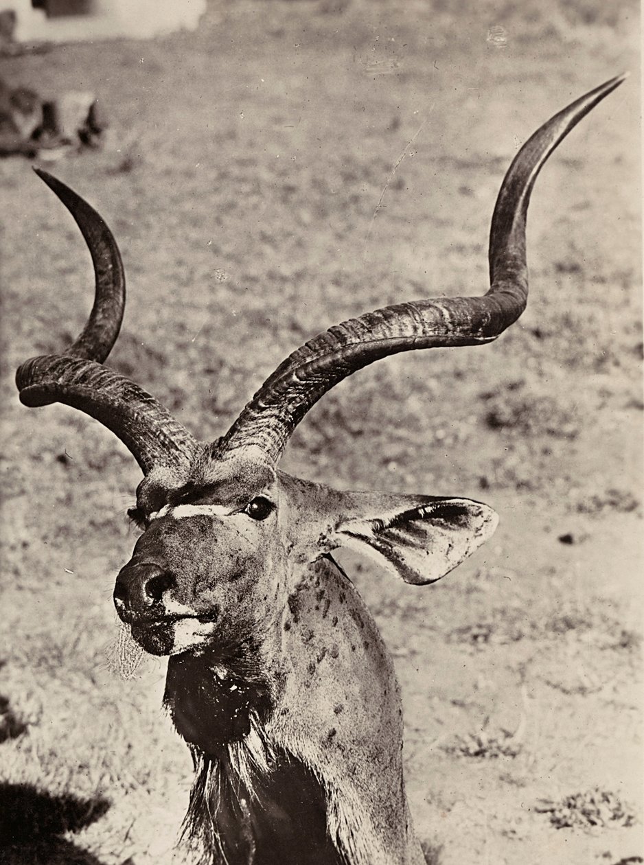 फासीवादी युग में 'बिल्डिंग ए एम्पायर': एक आगाज का उदाहरण, 09/05/1936 (बी/डब्ल्यू फोटो) द्वारा मोडेस्टिनो बाल्डिनेटी