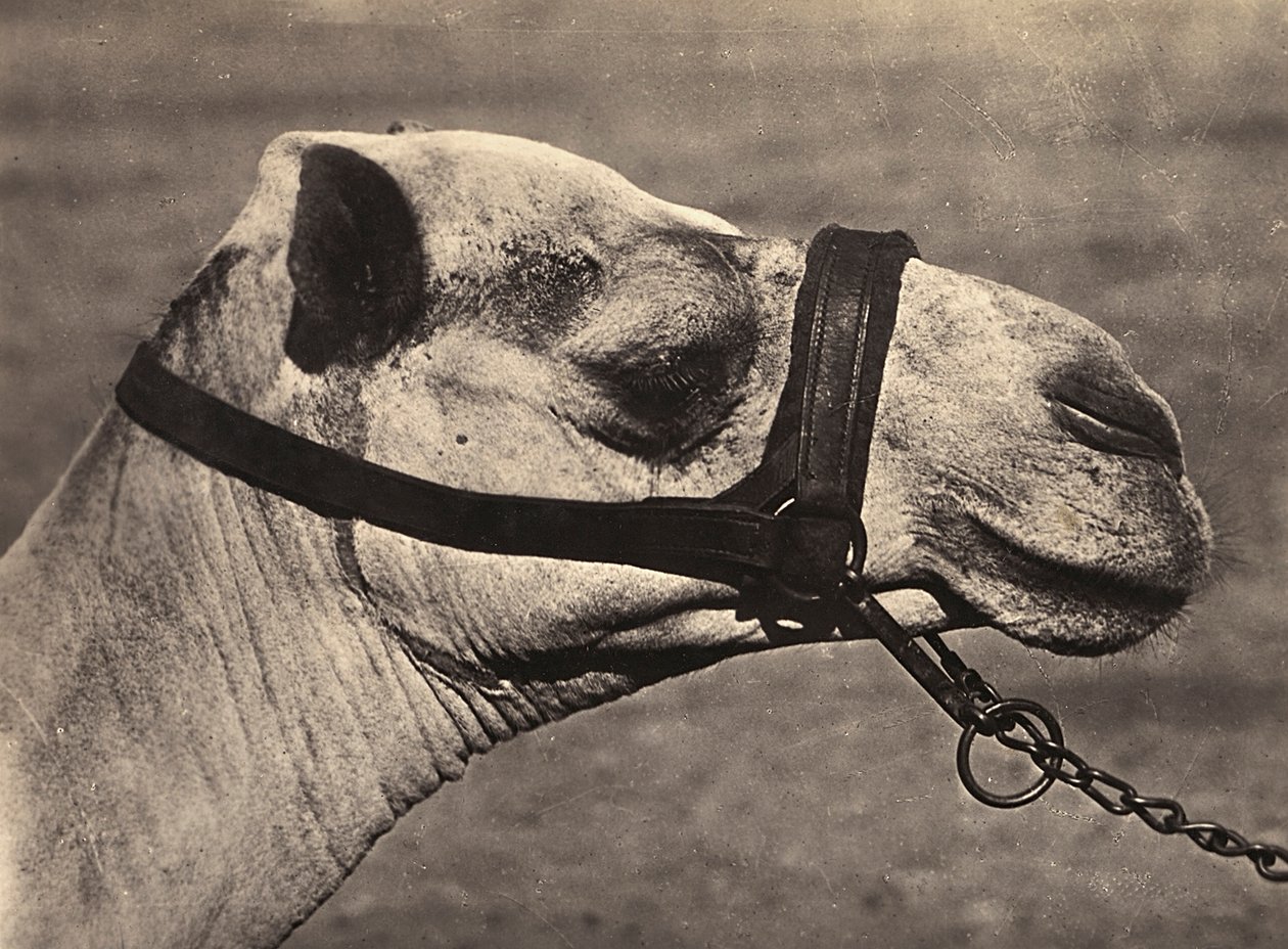 फासीवादी युग में 'बिल्डिंग ए एम्पायर': एक "बिस्कियारी" ऊंट का सिर, 09/05/1936 (बी/डब्ल्यू फोटो) द्वारा मोडेस्टिनो बाल्डिनेटी