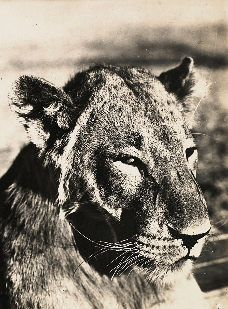 फासीवादी युग में 'बिल्डिंग ए एम्पायर': एक शेर का सिर, 09/05/1936 (बी/डब्ल्यू फोटो) द्वारा मोडेस्टिनो बाल्डिनेटी