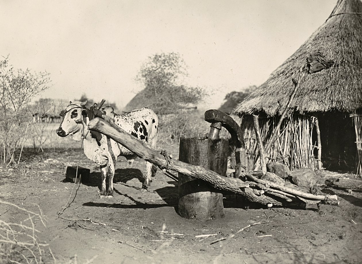 फासीवादी युग में 'बिल्डिंग ए एम्पायर': स्वदेशी तेल निर्माता, 09/05/1936 (बी/डब्ल्यू फोटो) द्वारा मोडेस्टिनो बाल्डिनेटी